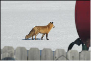 Visiting critters