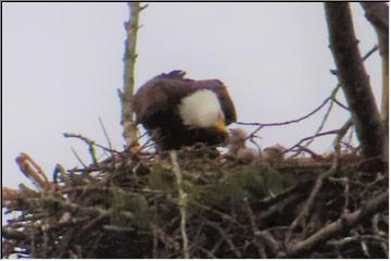 Eagle and Eaglets