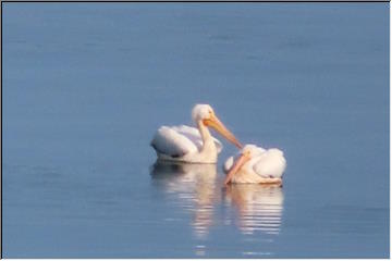 American White Pelicans