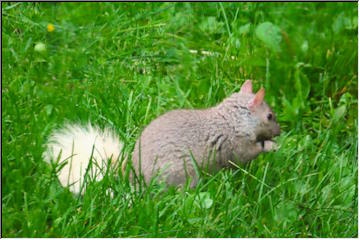 White-tailed Squirrel