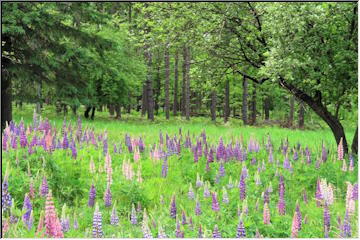 Lupines