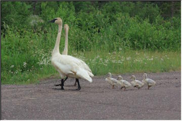 Swedetown Swans and Cygnets