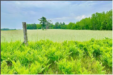 Bootjack and White City