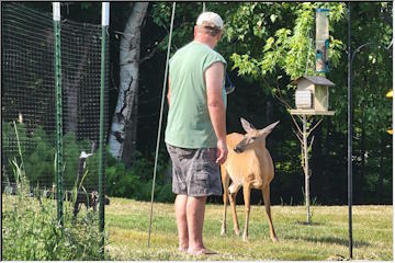 Friendly deer