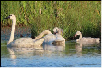 Swedetown Swans