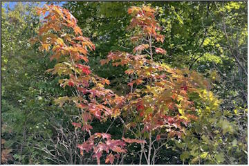 Signs of fall beginning