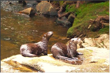 Slate River otters