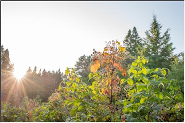 Blackberries are ripe