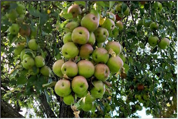 Apple Season