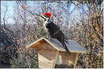 Woodpecker day