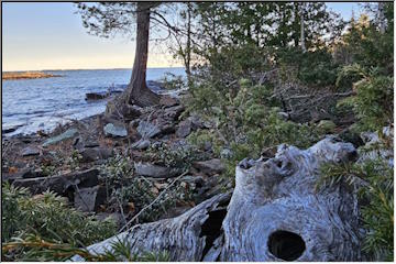 Weathered wood