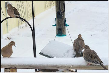 Mourning Doves