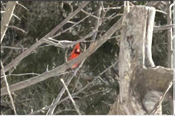 Northern Cardinal