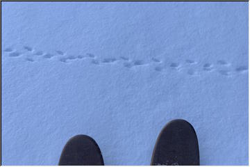 Tracks in the snow