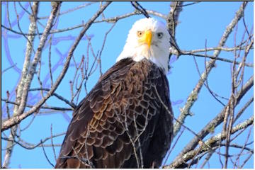 Regal Eagles