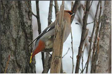 Bohemain Waxwing