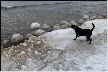 Ice Balls and Willow