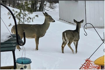 Deer family visitors