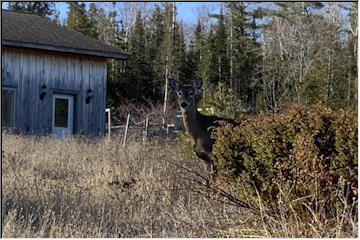 Visiting Deer