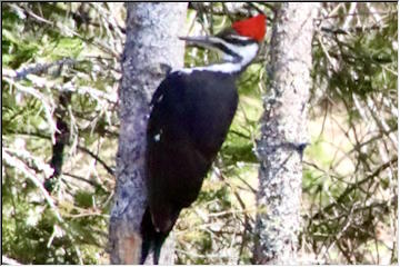 Pileated in the backyard