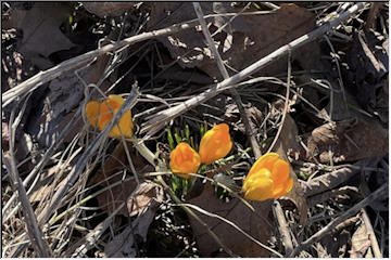 Spring blooms