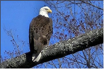 An Eagle Pair