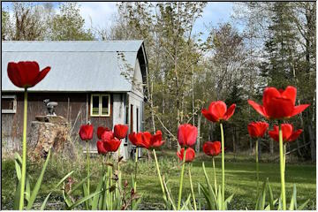 Tulips in bloom