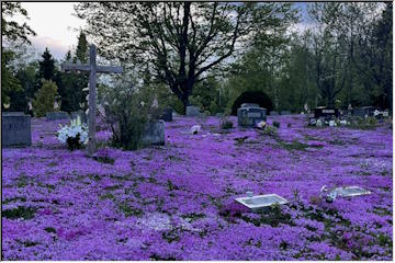 Creeping Phlox