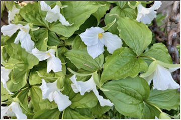 Beautiful blooms