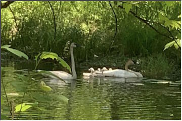 Swans and Cygnets in Chassell