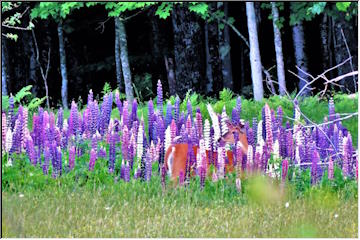 Lupines