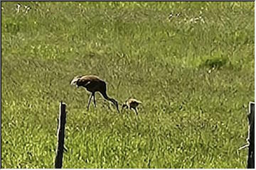 Sandhill Crane parenting