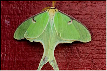 Luna Moth