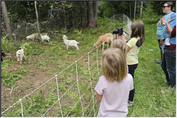 Goats at Swedetown