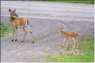 Fawn season