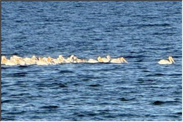 American White Pelicans