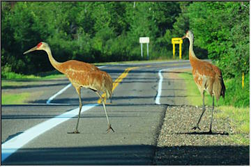 Sandhill Cranes