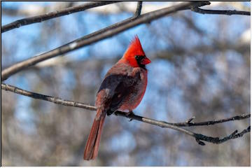 Birds, birds and more birds