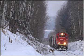 Train / deer encounter