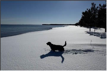 Willow making tracks