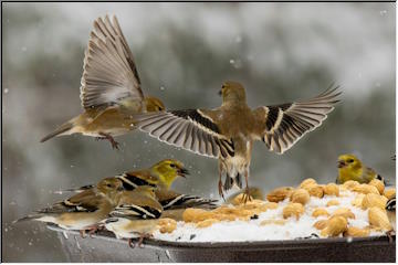 Goldfinches at the feeder