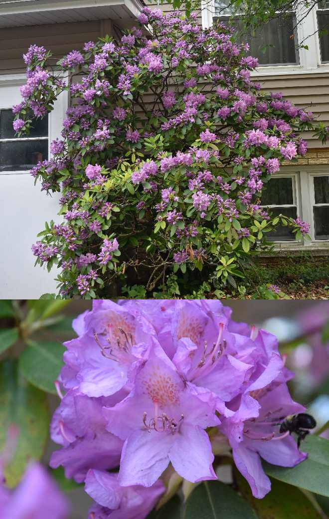 Rhododendron