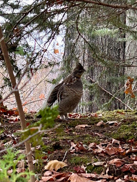 Bob's resident grouse