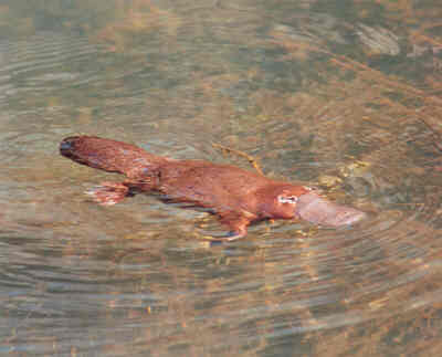 platypus.jpg