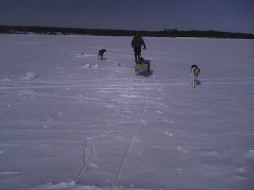 dog pulling sleigh